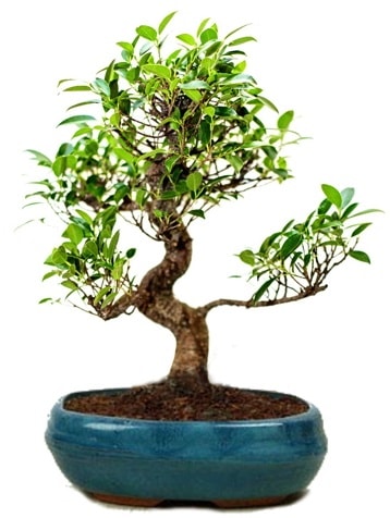 25 cm ile 30 cm aralığında Ficus S bonsai  çiçek siparişi Bursa karacabey çiçek yolla 