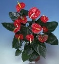  Bursa çiçek nilüfer İnternetten çiçek siparişi  Anthurium Saksili Bitki